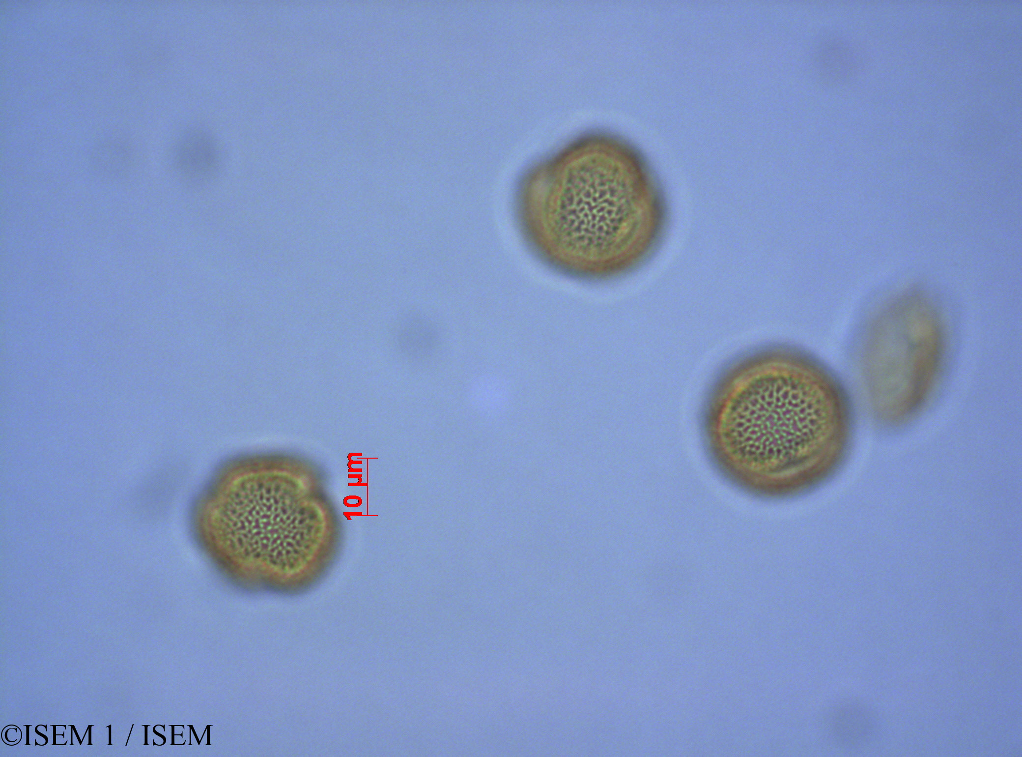 ISEM 1/Olea_europaea_27579/Olea_europaea_27579_0001(copy).jpg
